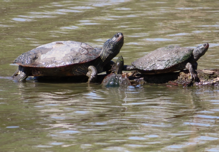 Map Turtles